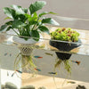 A floating aquarium plant pot with green leaves and moss growing in water, surrounded by small fish.
