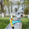 A light gray dog wearing a blue harness is sitting in green grass outdoors.