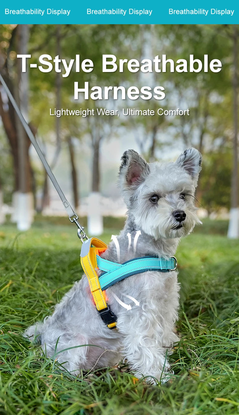 A light gray dog wearing a blue harness is sitting in green grass outdoors.