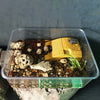 Aquatic Reptile Climbing Platform with Suction Cups