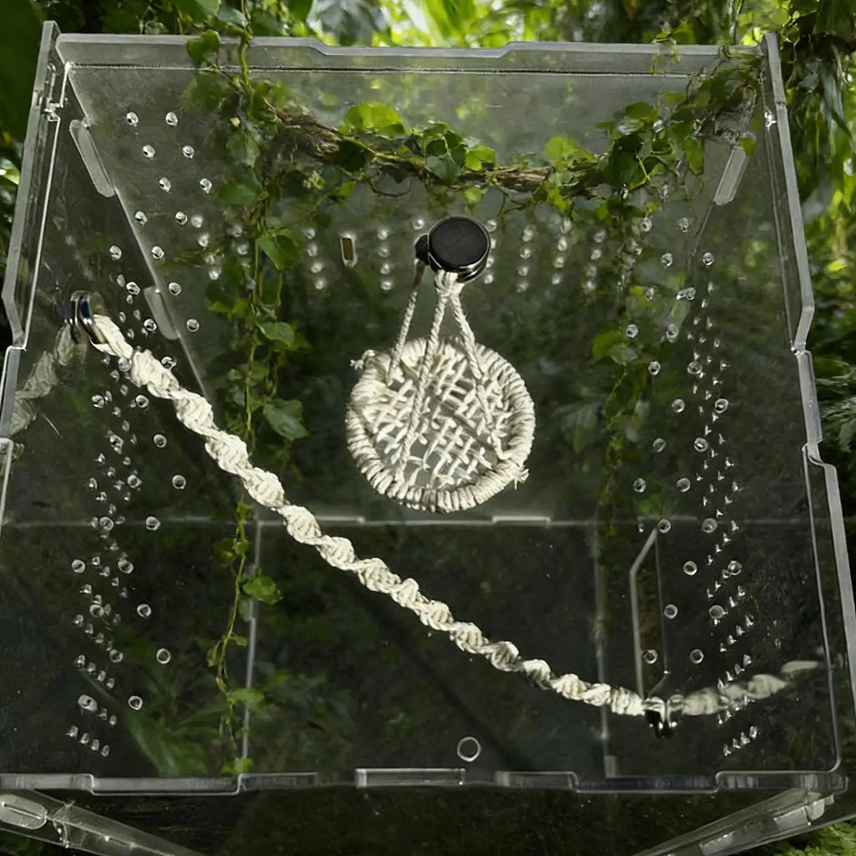 Habitat en acrylique transparent montrant une araignée sauteuse et un crabe hermite escaladant un pont avec des lianes vertes