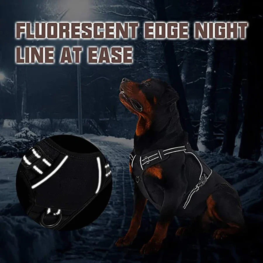Ein dunkler Hund mit einem leuchtenden Randkragen in einer verschneiten Waldszene.