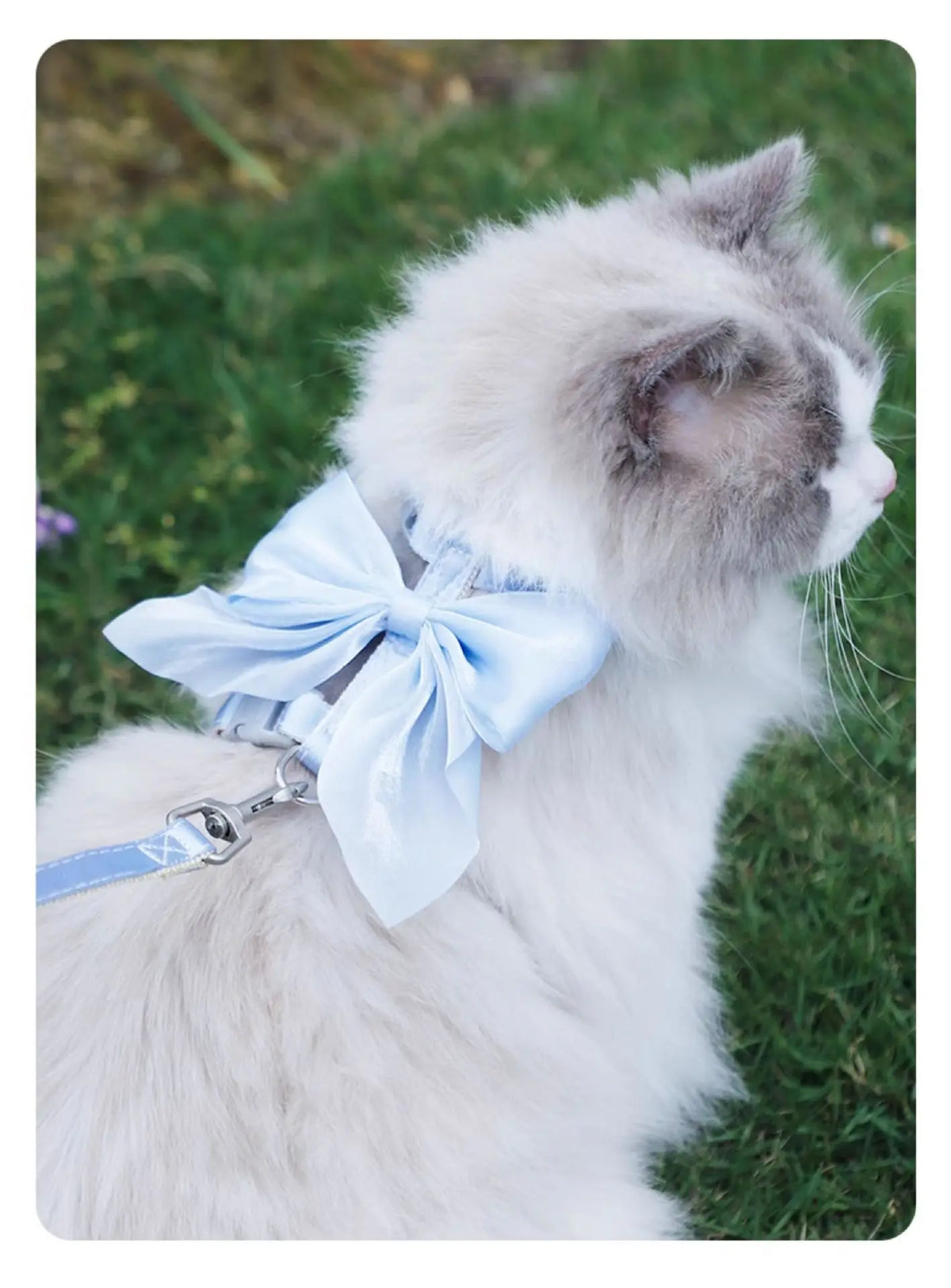 A fluffy white cat wearing a light blue bow on an adjustable harness and leash set.