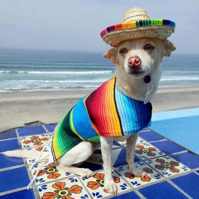 Ein helles Hundespitz wears ein bunt gestreiftes Hemd auf blauem Fliesenboden nahe dem Ozean.