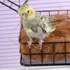 عش طيور شبكي معلق - سرير نوم ولعبة قفص