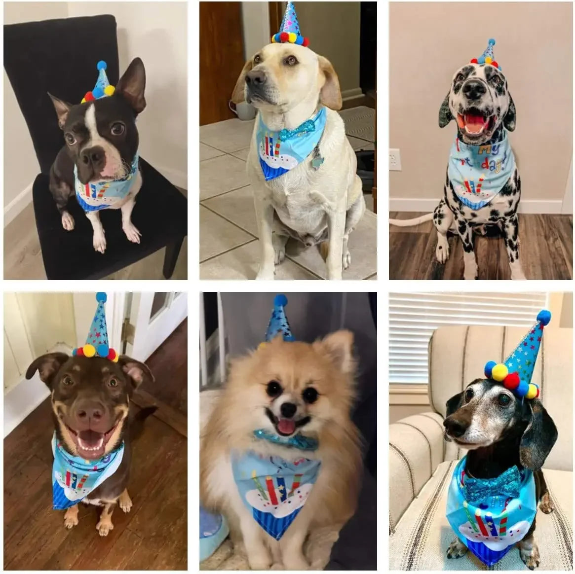 Ein Set Hunde-Geburtstagsoutfits mit blau-weiß gemusterten Halsschals für Hunde.