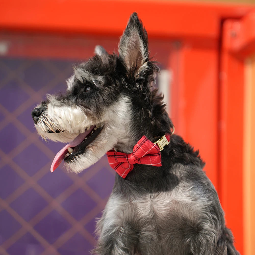 A gray and black dog wearing a red bowtie collar with a gold nameplate, looking to the side.