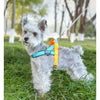 A fluffy gray dog wearing a blue and yellow harness standing in green grass.