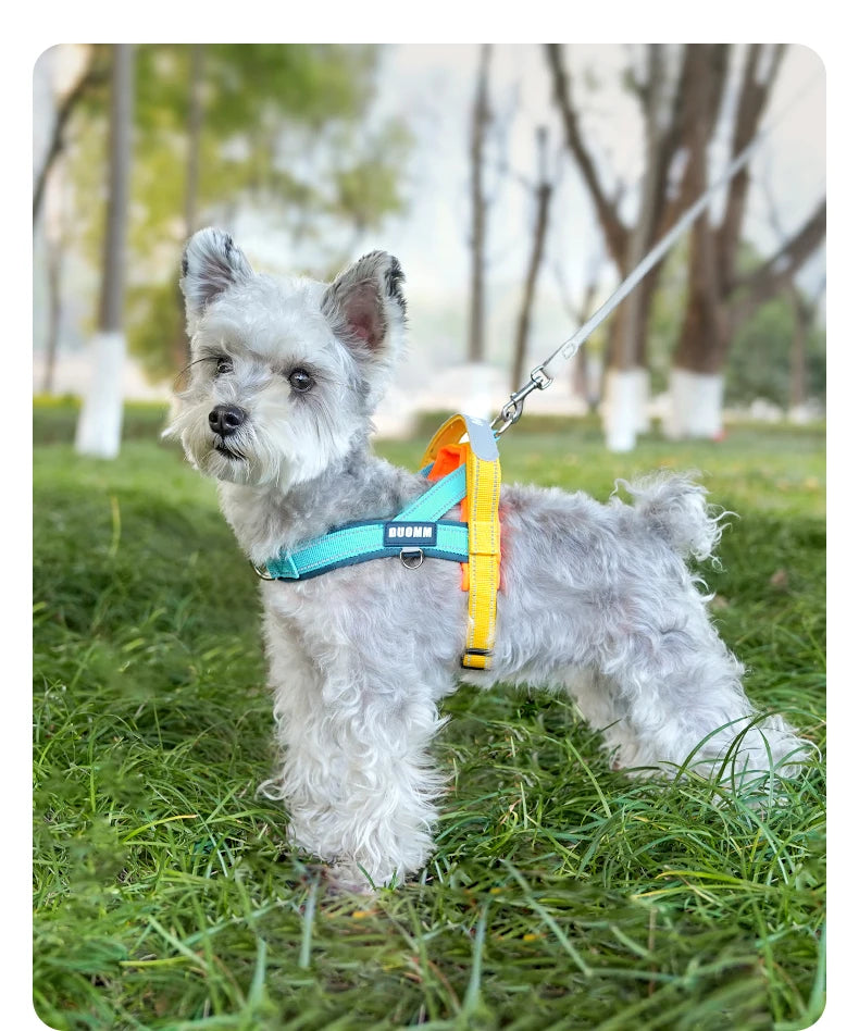 A fluffy gray dog wearing a blue and yellow harness standing in green grass.
