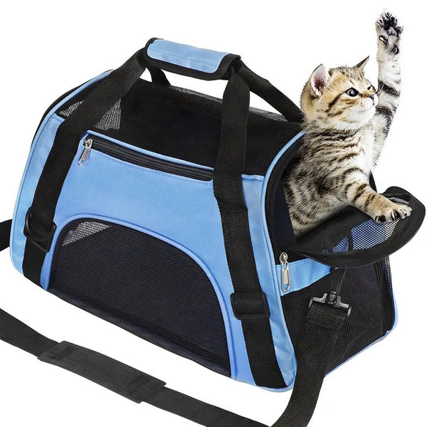 A small tabby kitten is sitting inside a light blue and black soft-sided portable pet carrier.