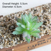 A small, light green succulent plant with silvery-gray edges is planted in coarse gravel for desktop decor.