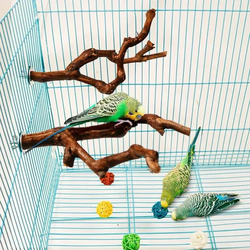 Natürlicher Traubenast als Platz für Kakadu-Papageien in einem Drahtkäfig mit bunten natürlichen Leckereien.