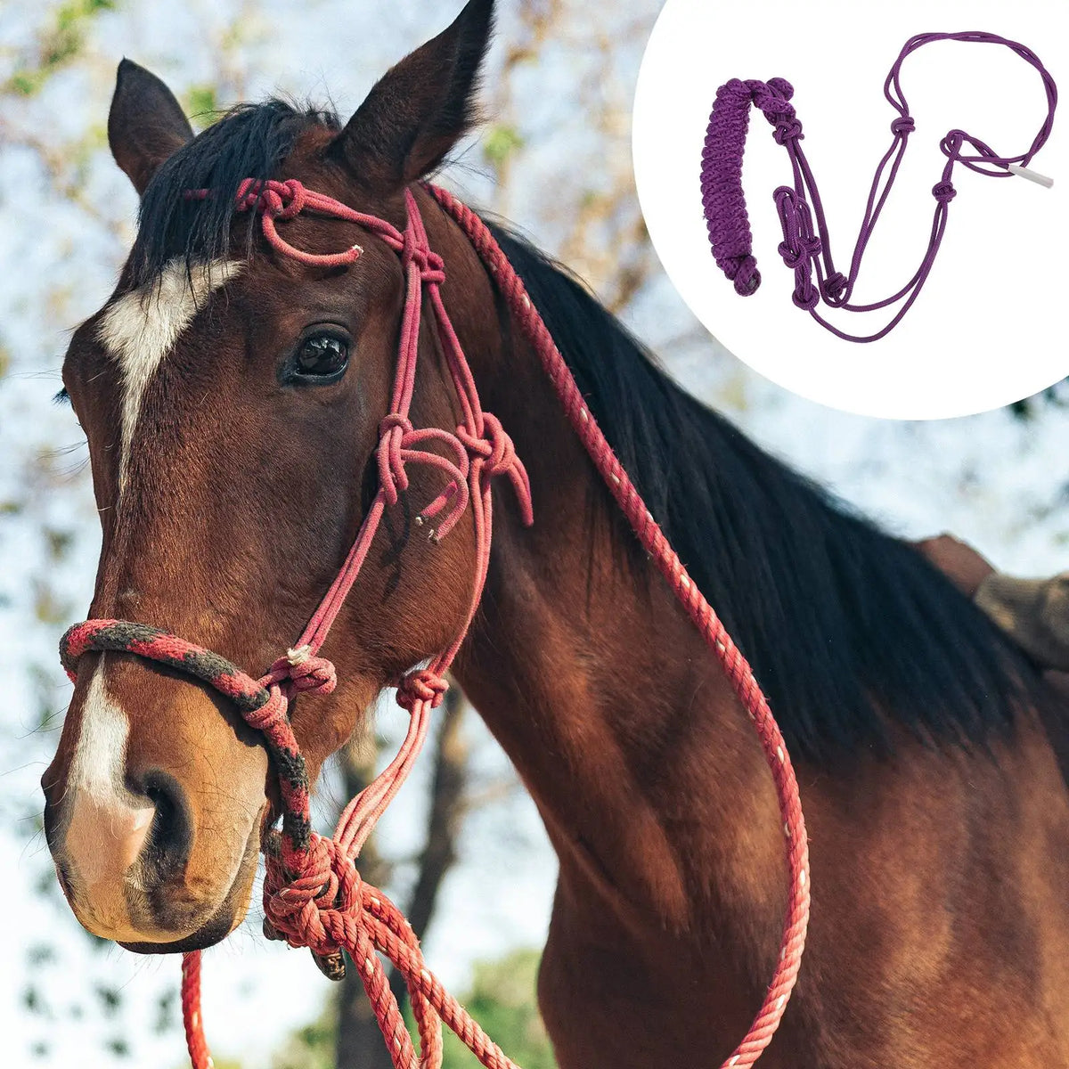 A brown horse wearing a red breakaway halter with a purple lead rope visible.