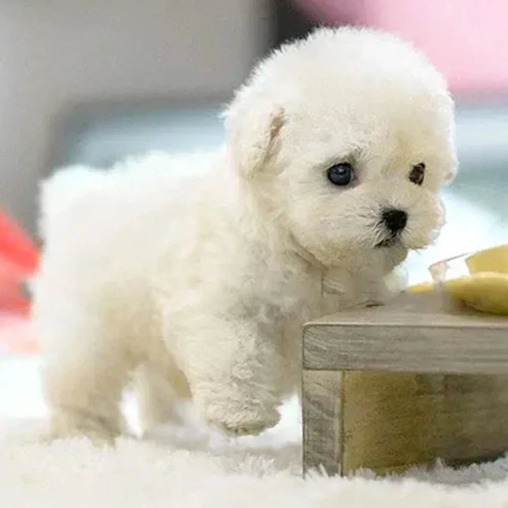 A fluffy white puppy is lying on a white surface.