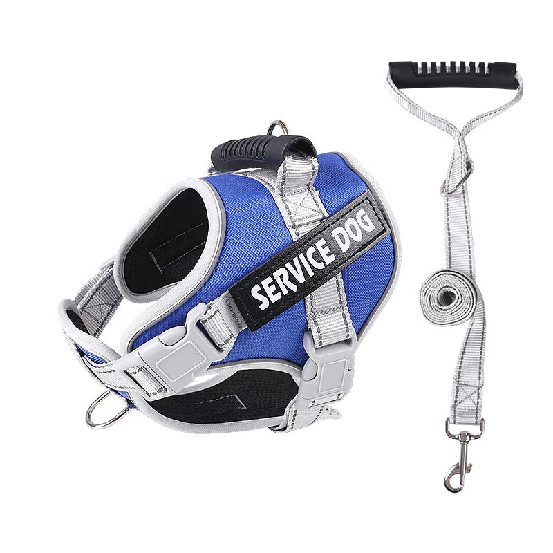 A blue and black reflective dog harness with a silver leash and collar visible.