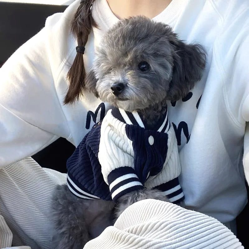 Ein kleiner grauer Hund mit einer dunkelblauen und weißen gestreiften bestickten Baseballjacke.