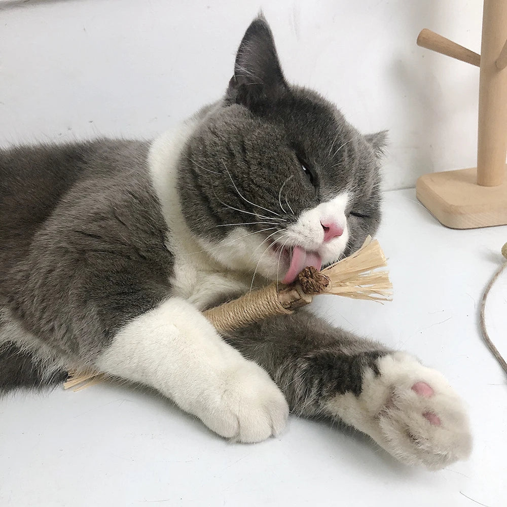 Eine graue und weiße Katze liegt und kaut auf natürliche Silberwinde-Stäbchen.