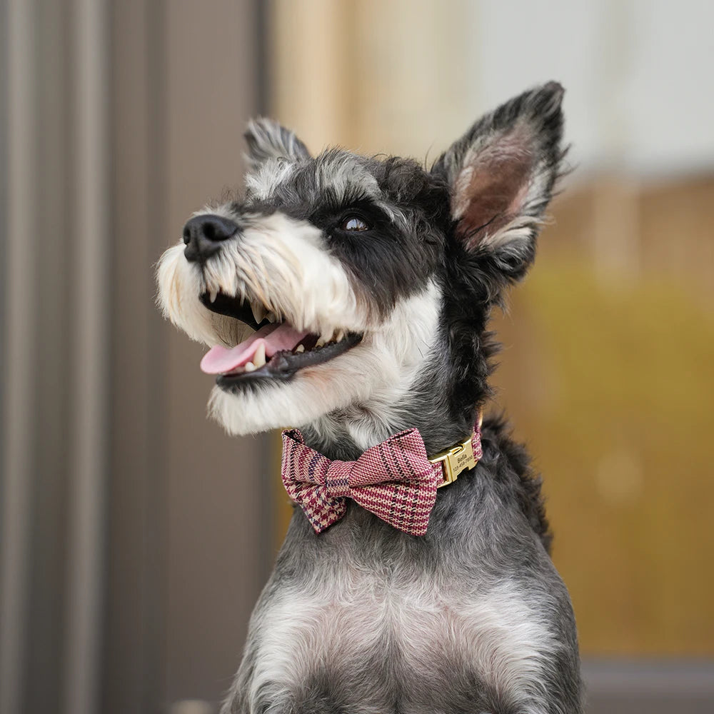 A small dog wearing a personalized bowtie collar with a custom engraved nameplate.