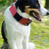 A black and white dog wearing a red tactical collar outdoors.