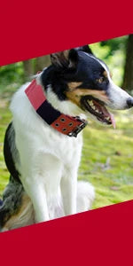 A black and white dog wearing a red tactical collar outdoors.