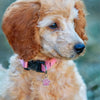 Personalized Engraved Pet ID Tag with Glitter Finish