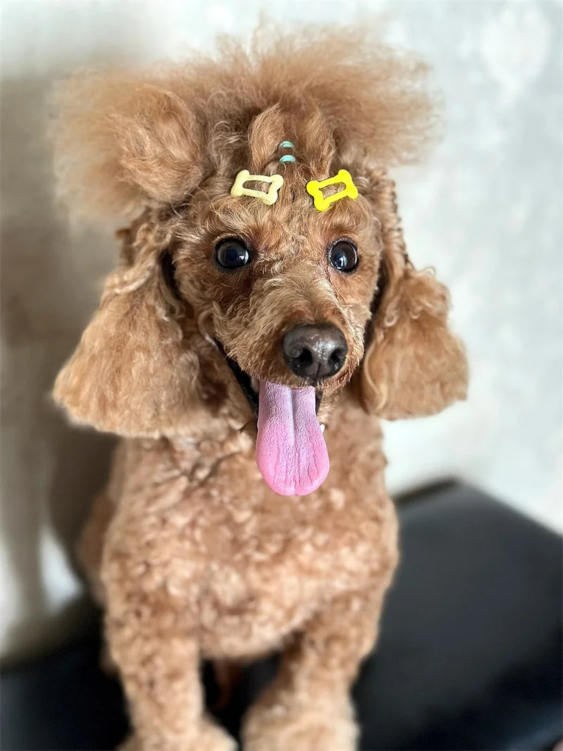 Bone-Shaped Pet Hair Clips for Dogs and Cats