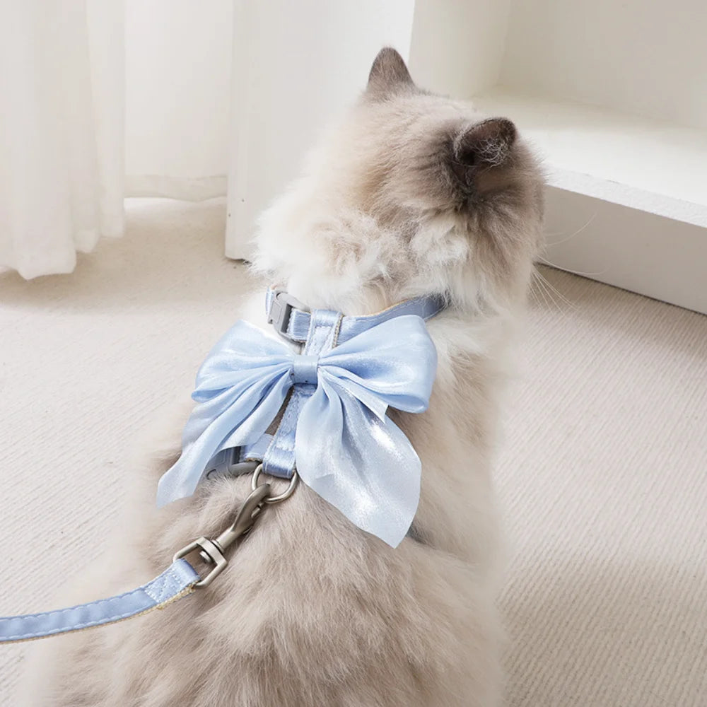 A fluffy gray cat wearing a light blue bow-detailed harness and leash.