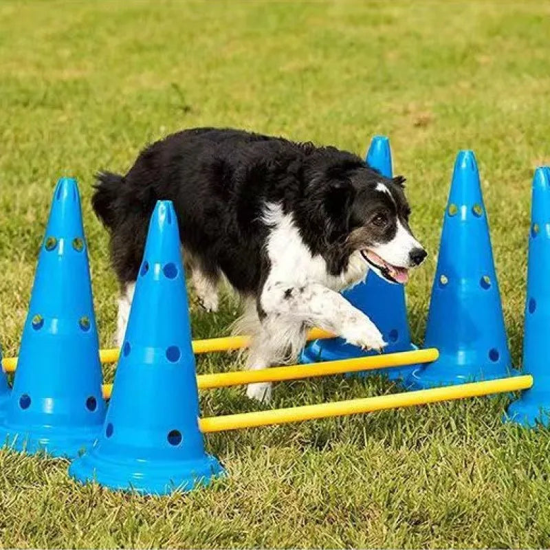 Un perro en blanco y negro salta sobre barras de agilidad azules y amarillas sobre césped verde.