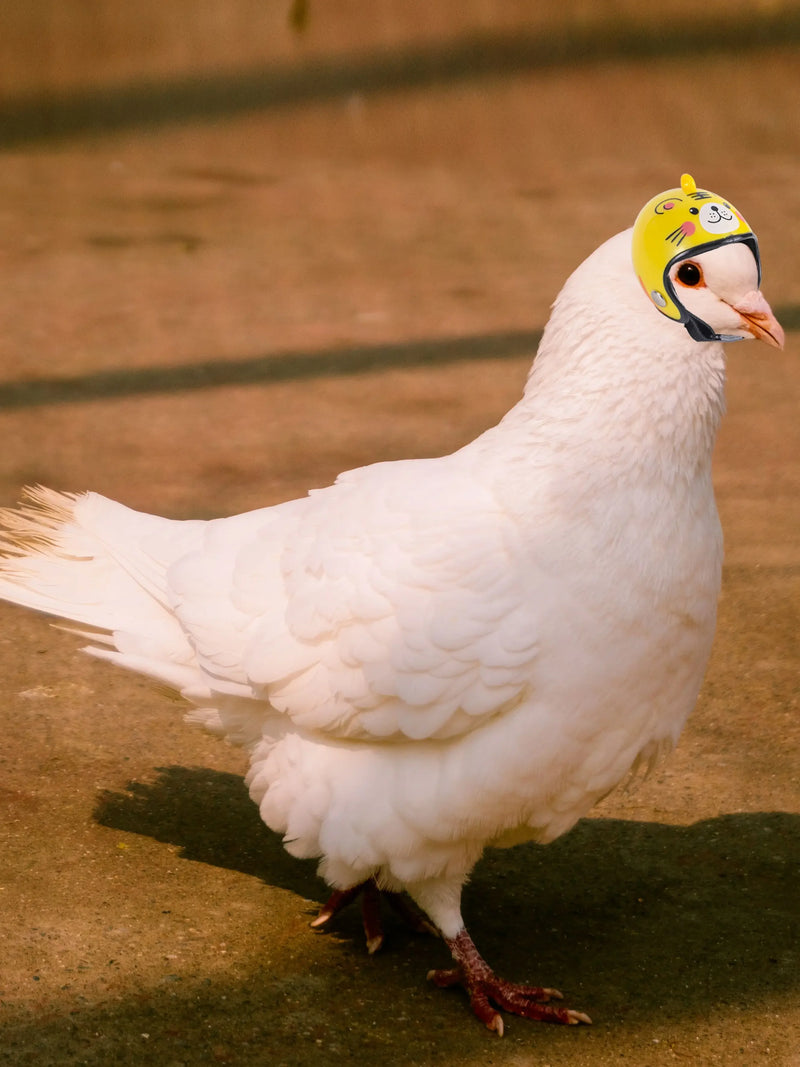 خوذة طيور للببغاء والحمام - حماية