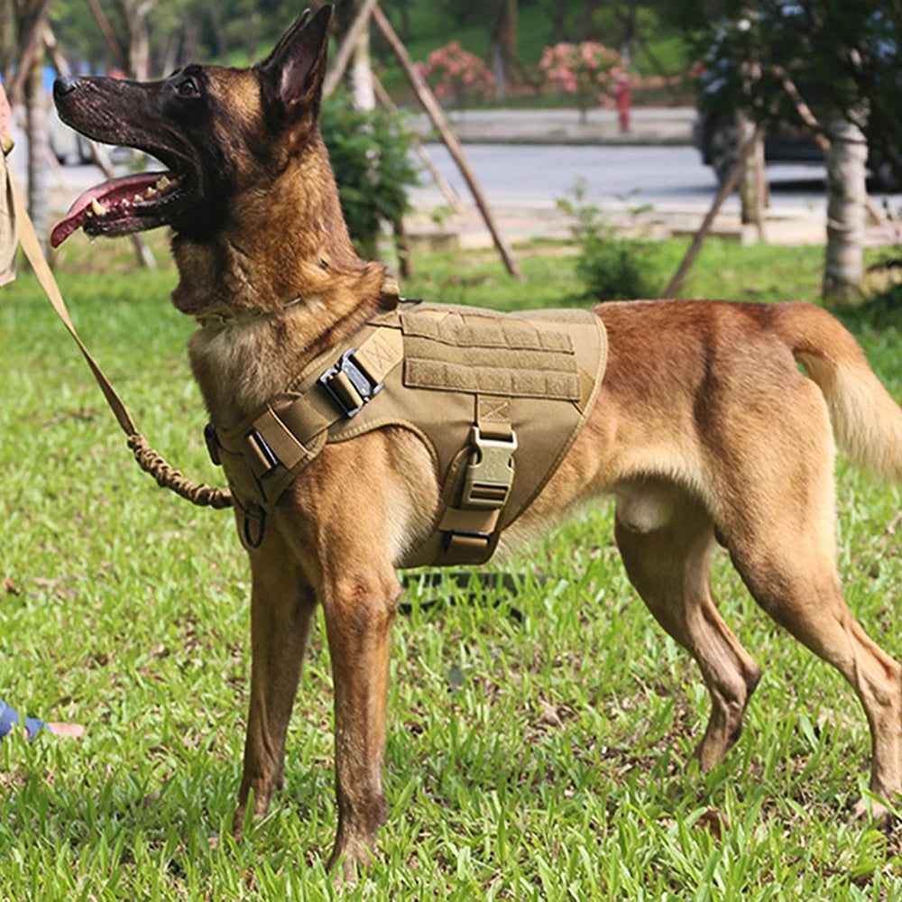 A brown German Shepherd wearing a tan dog harness and leash, standing in green grass.