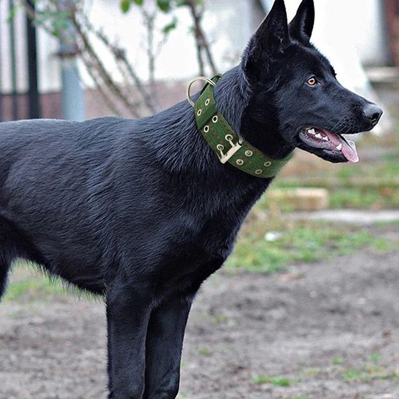 A black dog wearing a green tactical collar standing outdoors.