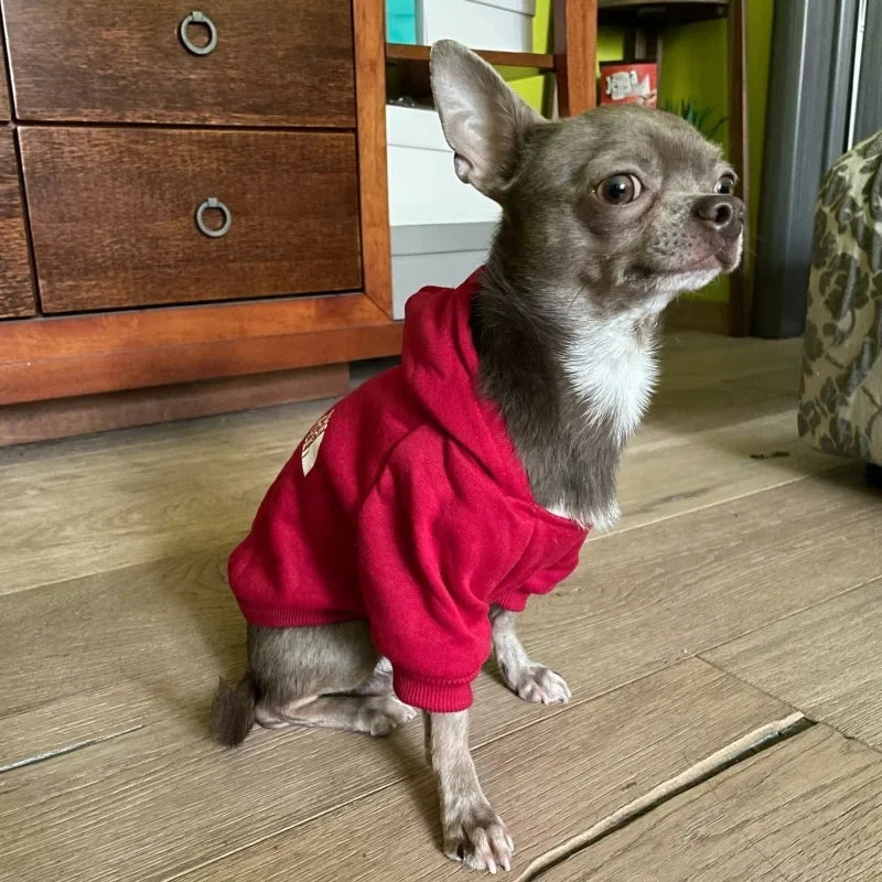 A gray dog wearing a red fleece hoodie standing on a wooden floor.