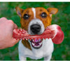 A dog with brown and white markings is holding a pink rubber chew toy with teeth for training.