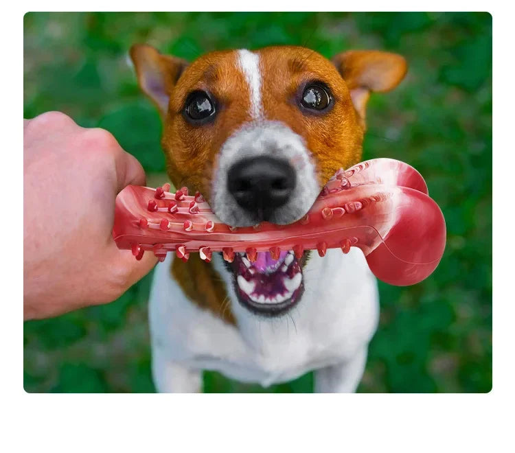 A dog with brown and white markings is holding a pink rubber chew toy with teeth for training.