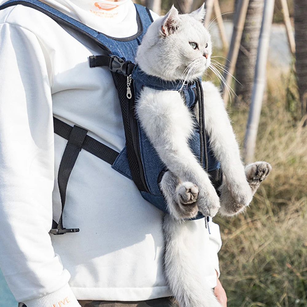 A fluffy gray cat is being carried in a blue dog carrier backpack by a person.