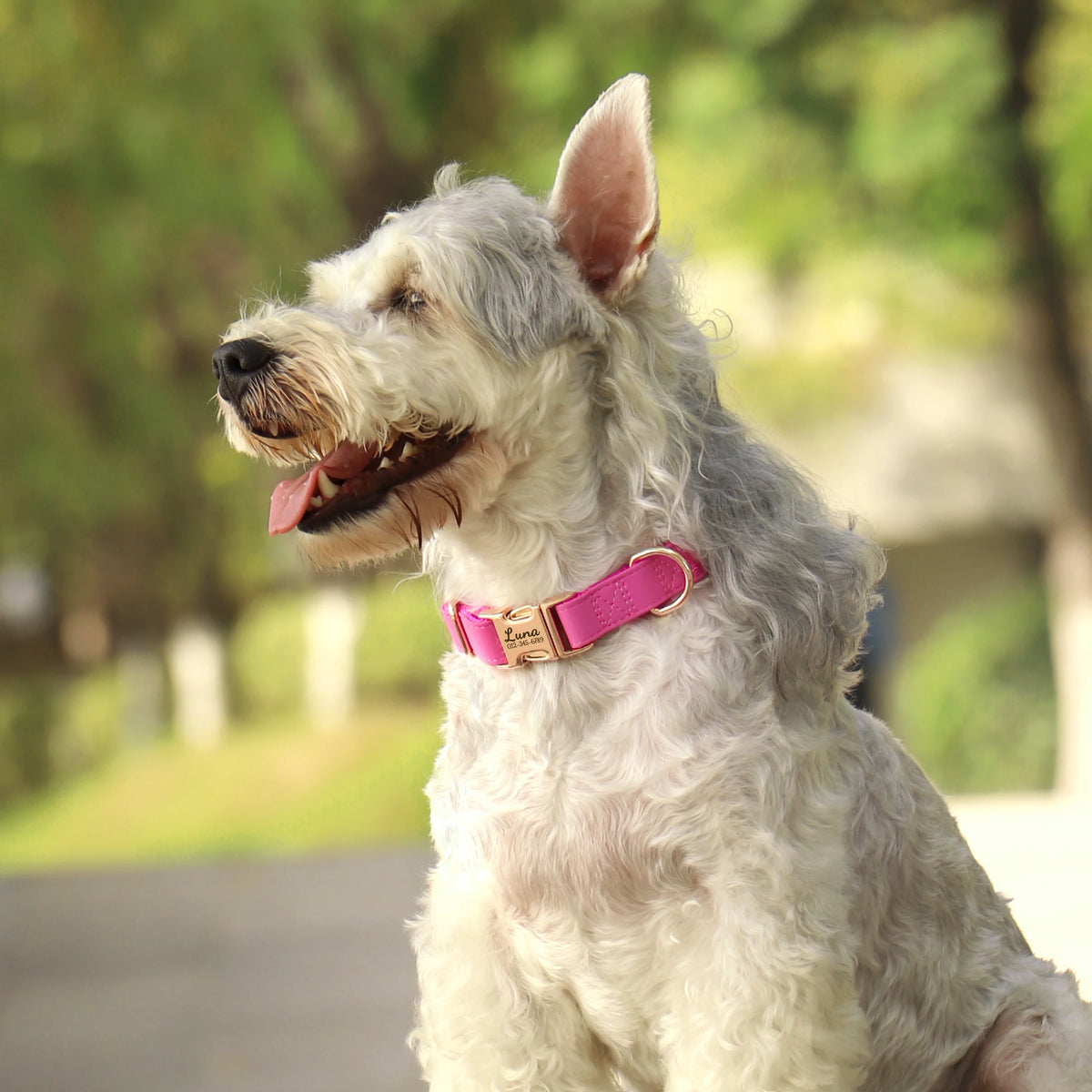 A light gray dog wearing a pink leather collar with an engraved nameplate, looking to the left.