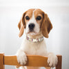 A light brown and white dog is sitting and holding a colorful nylon collar with a bee and flower print.