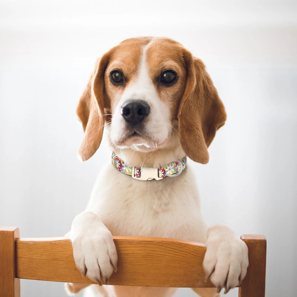A light brown and white dog is sitting and holding a colorful nylon collar with a bee and flower print.