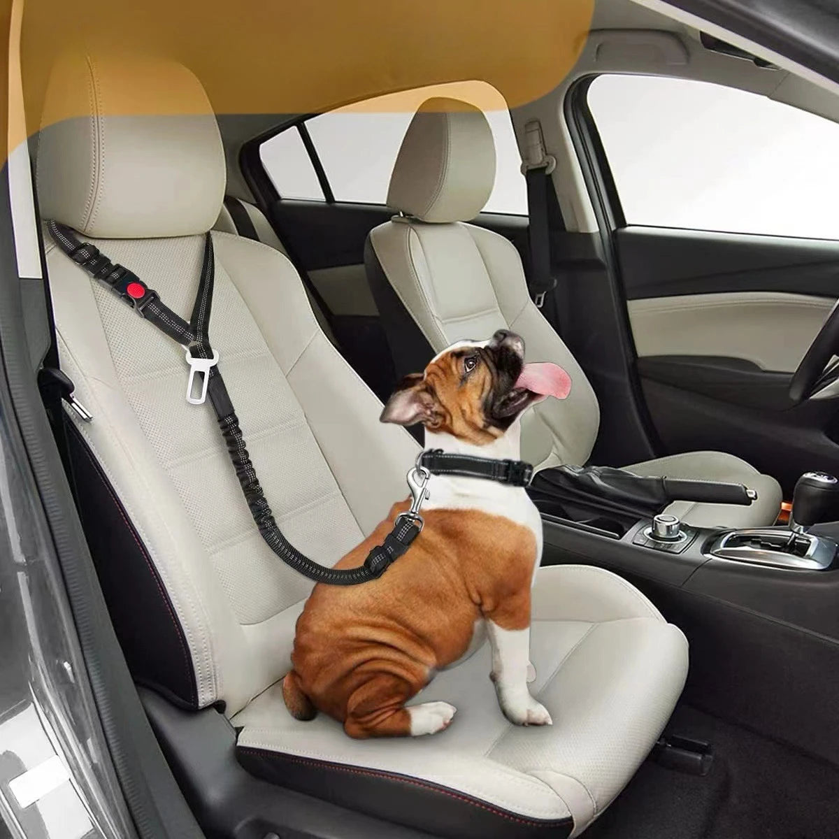 كلب صغير بني وأبيض يجلس على مقعد سيارة في المنطقة المخصصة للركاب، ويرتدي طوقاً قابلاً للسحب.