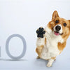 Dog Paw Protection Pads with Anti-Slip Adhesive