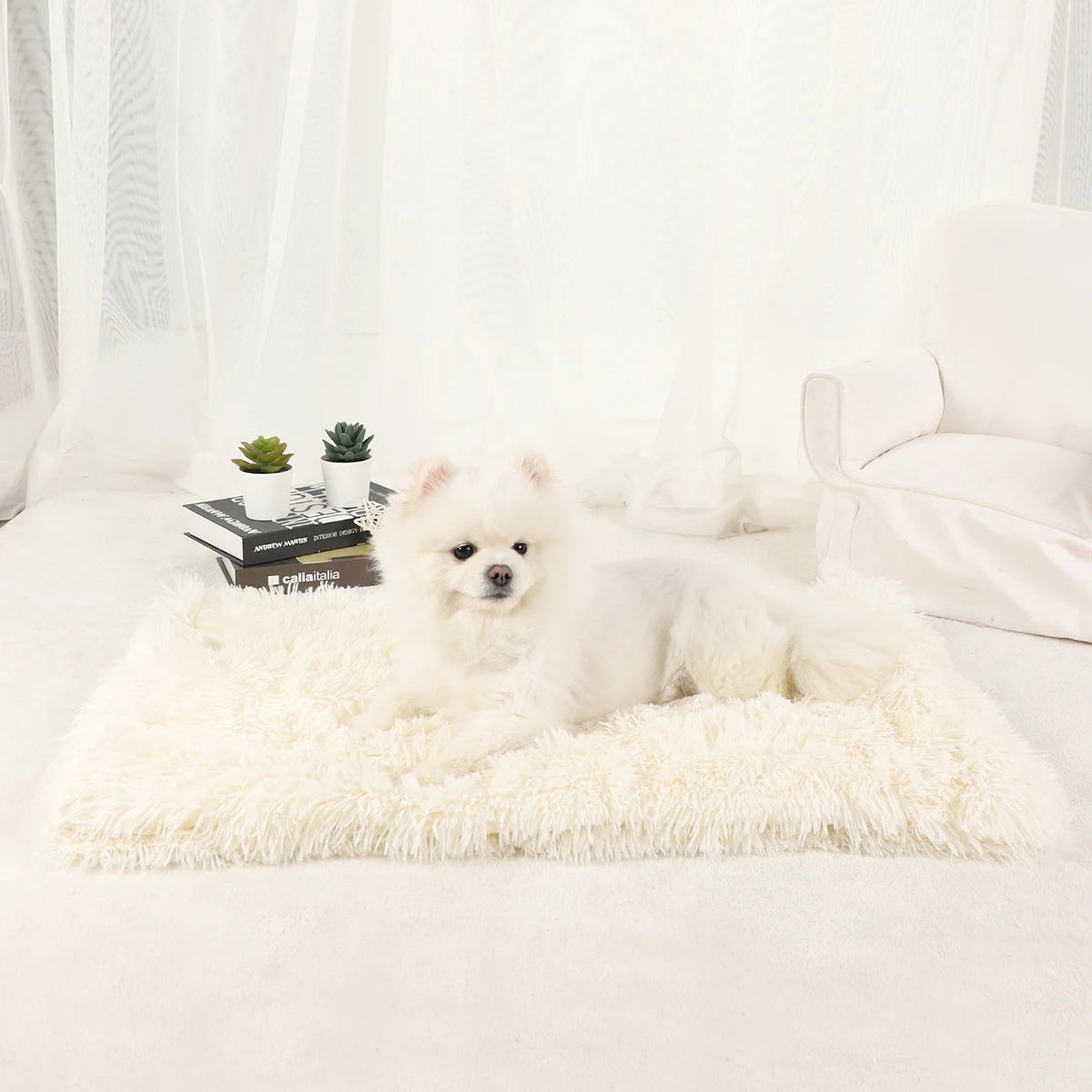 A fluffy white dog lies on a cream blanket in a bright room with sheer curtains and potted plants.