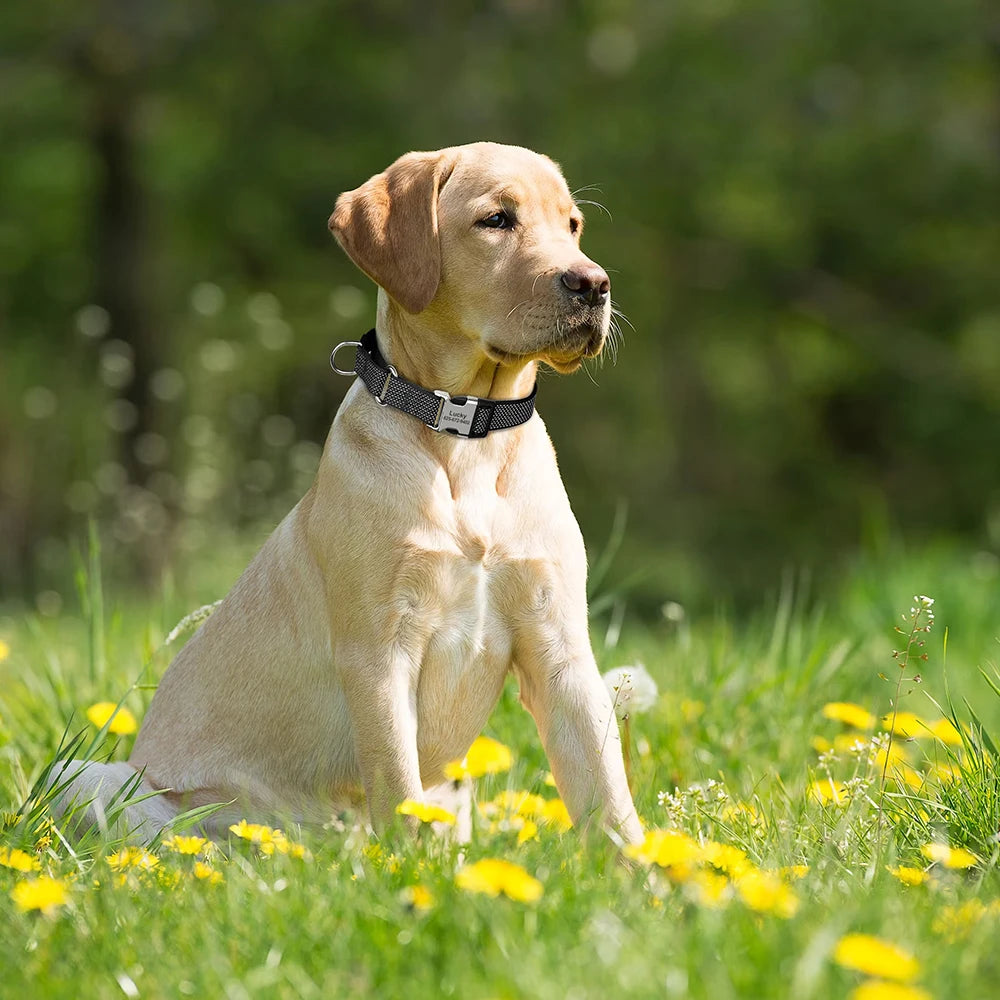 A light-colored Labrador dog wearing a black collar outdoors in a grassy field.