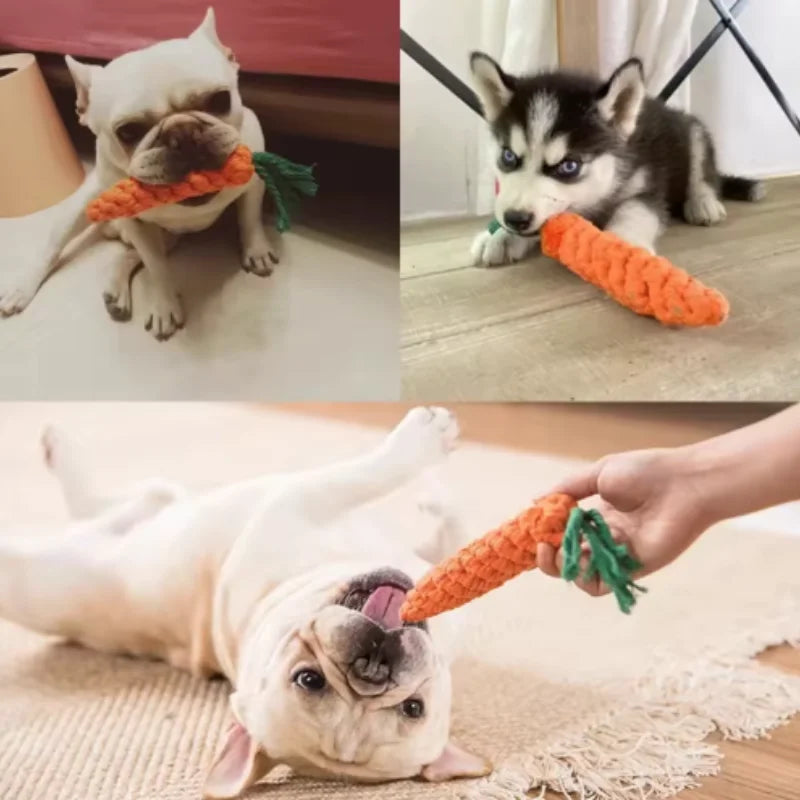 A white dog is playing with an orange carrot plush toy and a green leafy toy.