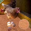 Braune Hen auf Kokosfasernest mit mehreren braunen und weißen Eiern.