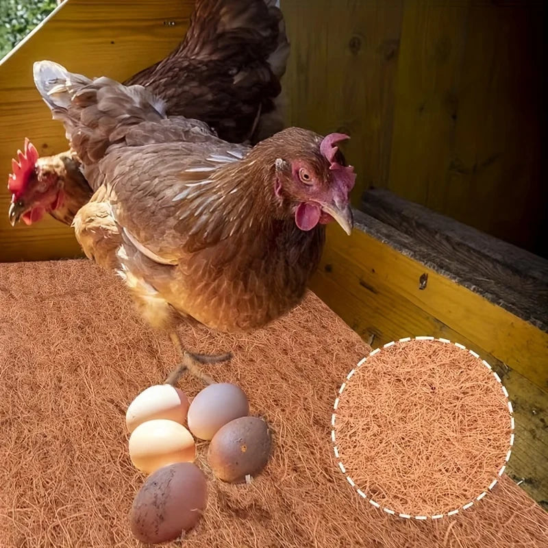 Braune Hen auf Kokosfasernest mit mehreren braunen und weißen Eiern.