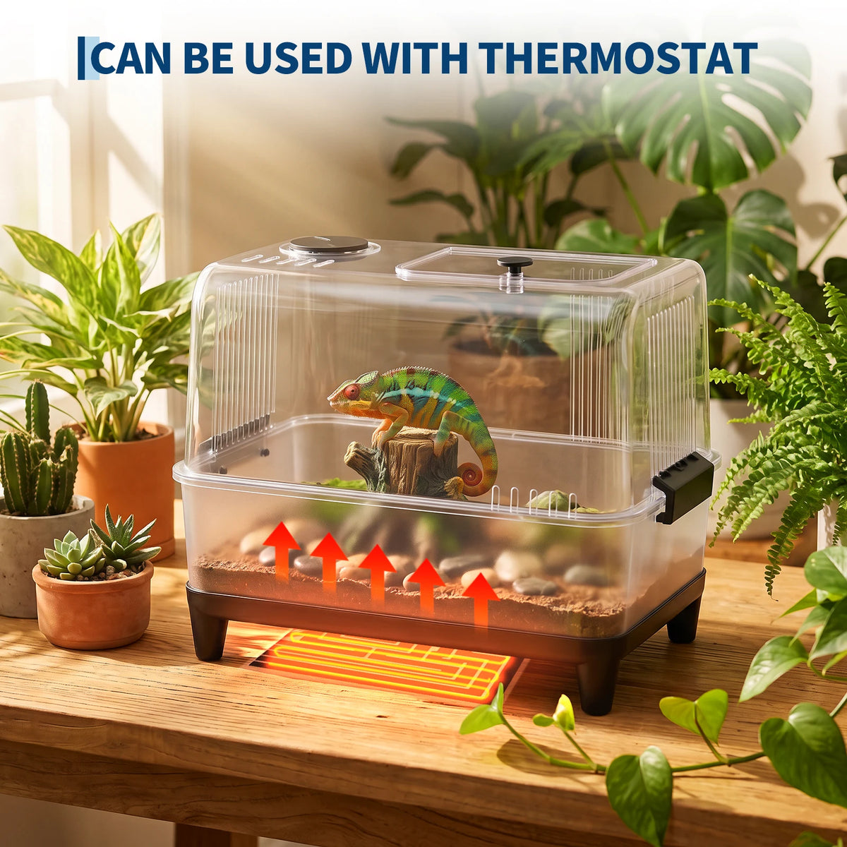 Clear plastic reptile habitat box with a green lizard inside, designed to be used with a thermostat.