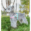 A fluffy gray dog wearing a pink and teal harness standing in green grass.