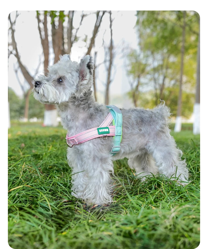 A fluffy gray dog wearing a pink and teal harness standing in green grass.