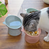 A gray and white cat is eating food from a pink elevated pet bowl on a wooden floor next to a light blue bowl.