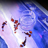 Clear Acrylic Aquarium Feeding Cup Ring Anti-drift Betta Fish Feeder